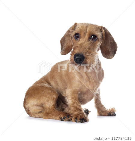 Adult red Dachshund on white background 117784133