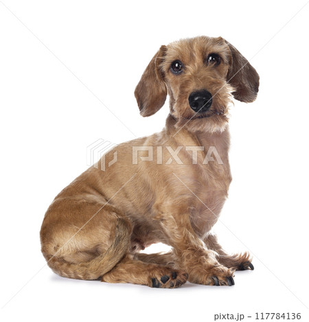 Adult red Dachshund on white background Adult red Dachshund on white background 117784136