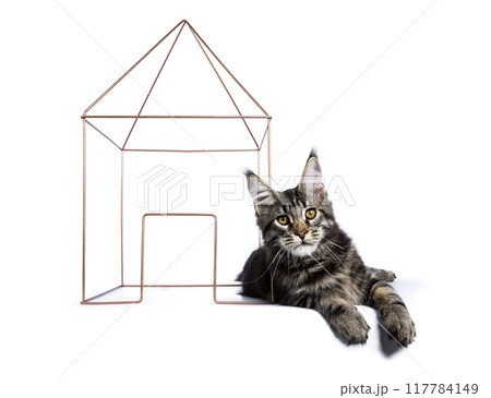 Blue eyed ragdoll cat kitten sitting up facing front. Looking towards camera. Isolated on a black background 117784149