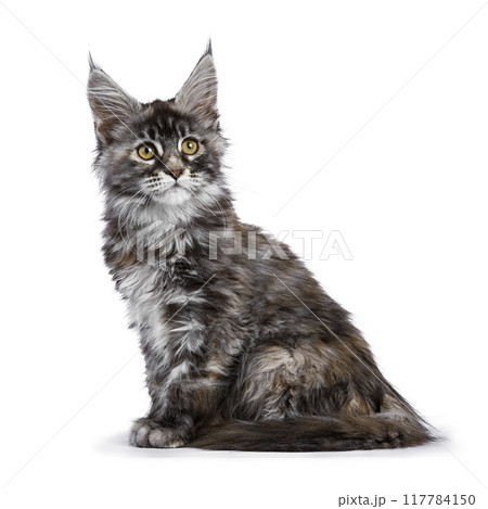 Maine Coon cat kitten on white background Maine Coon cat kitten on white background 117784150