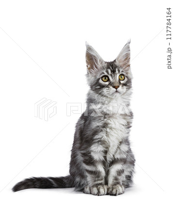 Maine Coon cat kitten on white background Maine Coon cat kitten on white background 117784164
