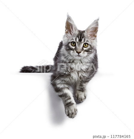 Maine Coon cat kitten on white background Maine Coon cat kitten on white background 117784165