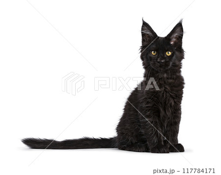Black cat on white background Black cat on white background 117784171