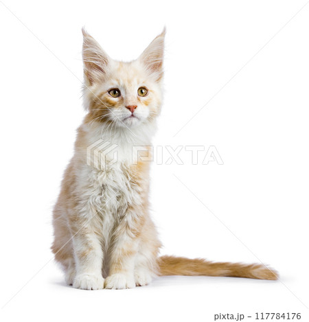 Maine Coon cat kitten on white background Maine Coon cat kitten on white background 117784176