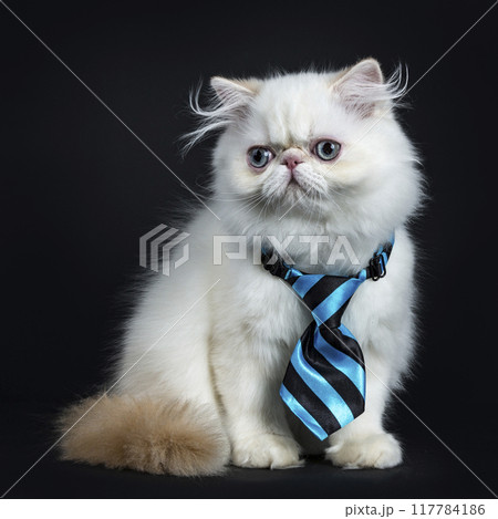 Persian cat kitten on black background 117784186