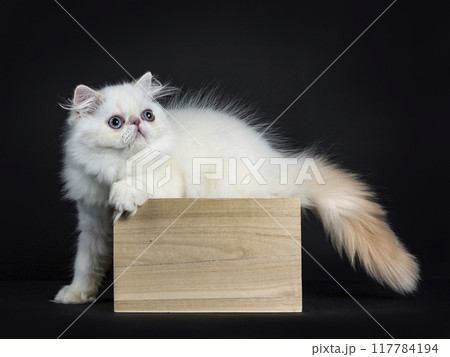 Persian cat kitten on black background Persian cat kitten on black background 117784194