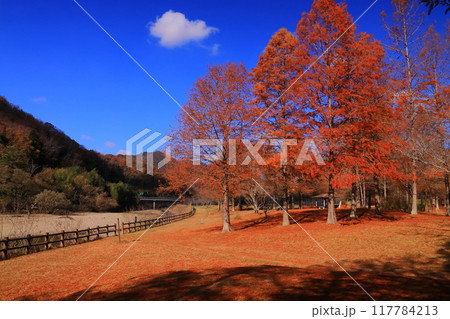 小野公園（兵庫県三田市）の紅葉の写真素材 [117784213] - PIXTA