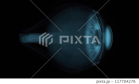 3D anatomical model of an Eye 3D anatomical model of an Eye 117784276