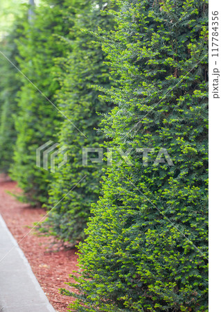 Green fir, planted in a row, background image 117784356