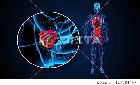 4K abstract 3D illustration of the prostate 117784447