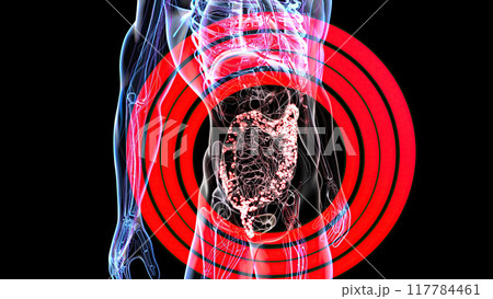 Abstract 3d anatomy view of the gut Abstract 3d anatomy view of the gut 117784461
