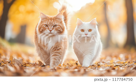 A beautiful red cat and a white fluffy cat walk together in the autumn park. Two cats walking together in a park. AI-generated item A beautiful red cat and a white fluffy cat walk together in the autumn park. Two cats walking together in a park. AI-generated item 117784750