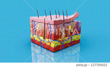 Abstract illustration of the skin layers Abstract illustration of the skin layers 117784822