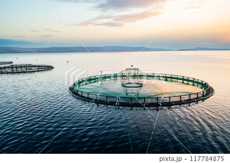 Fish farm at sunrise with circular nets in calm waters and distant mountains in the background.  117784875