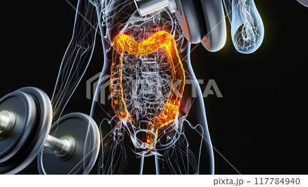 Anatomy of a X-ray woman doing Biceps Curls Anatomy of a X-ray woman doing Biceps Curls 117784940