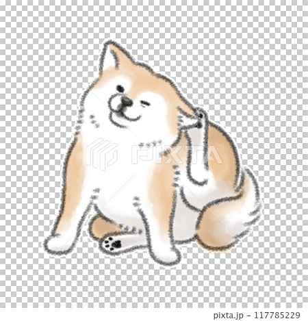 耳をかく犬 耳をかく犬 117785229