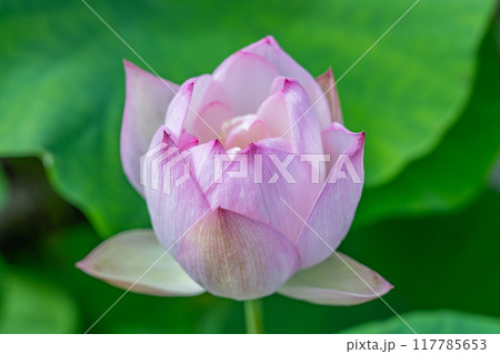薄いピンク色の蓮の花(静岡県) 117785653