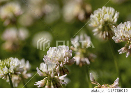 a clover blooming with white flowers in early summer a clover blooming with white flowers in early summer 117786016