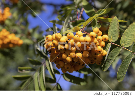 the beautiful foliage of the mountain ash in sunny weather the beautiful foliage of the mountain ash in sunny weather 117786098