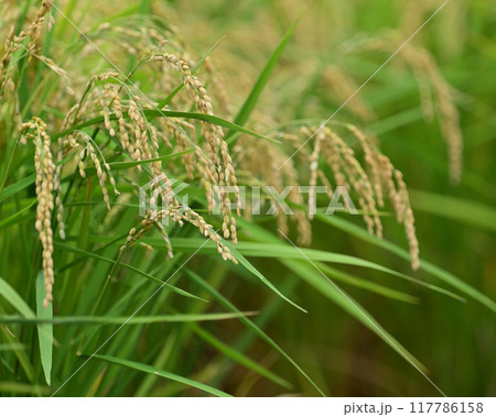 米(稲作)イメージ 米(稲作)イメージ 117786158