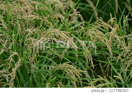 米(稲作)イメージ 米(稲作)イメージ 117786167