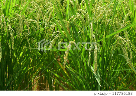 米(稲作)イメージ 米(稲作)イメージ 117786188