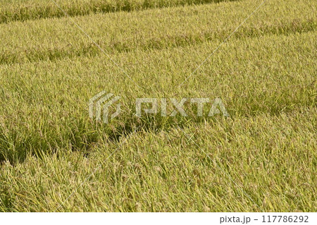 米(稲作)イメージ 米(稲作)イメージ 117786292