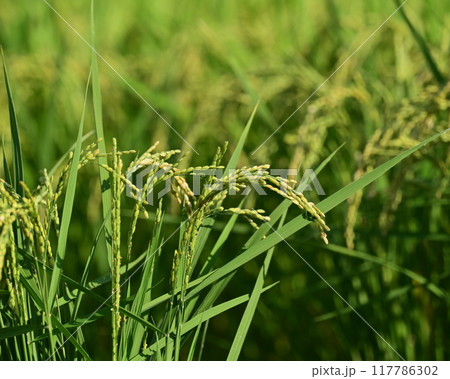 米(稲作)イメージ 米(稲作)イメージ 117786302