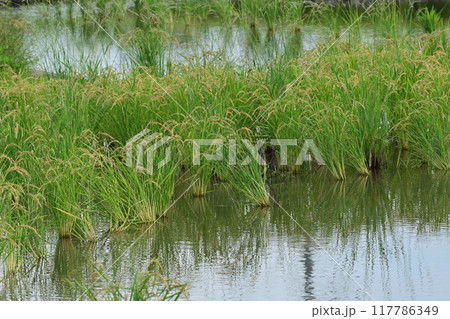 米(稲作)イメージ 117786349