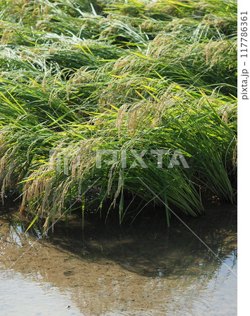 米(稲作)イメージ 117786361