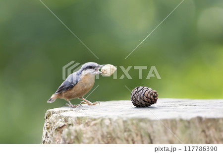 Eurasian nuthatch eating a nut on a tree stump Eurasian nuthatch eating a nut on a tree stump 117786390