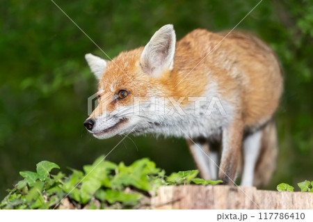 Portrait of a red fox standing on a tree in a forest 117786410