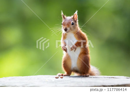 Portrait of a cute playful red squirrel standing on a tree stump 117786414