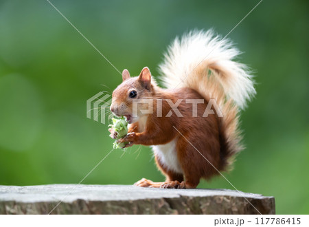 Portrait of a cute red squirrel eating green hazelnuts on a tree stump Portrait of a cute red squirrel eating green hazelnuts on a tree stump 117786415