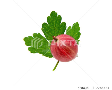 Red gooseberry berry with leaf. Close up 117786424