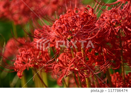 ヒガンバナ(Lycoris radiata) ヒガンバナ(Lycoris radiata) 117786474