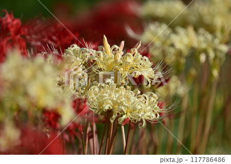 ヒガンバナ(Lycoris radiata) 117786486