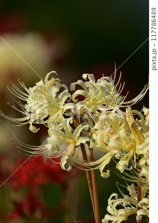 ヒガンバナ(Lycoris radiata) ヒガンバナ(Lycoris radiata) 117786489