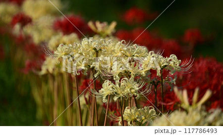 ヒガンバナ(Lycoris radiata) ヒガンバナ(Lycoris radiata) 117786493