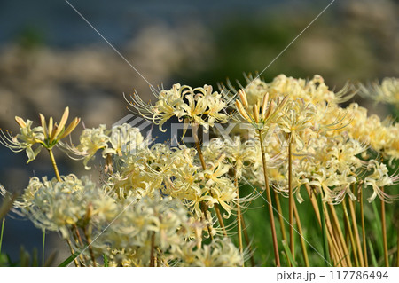 ヒガンバナ(Lycoris radiata) 117786494