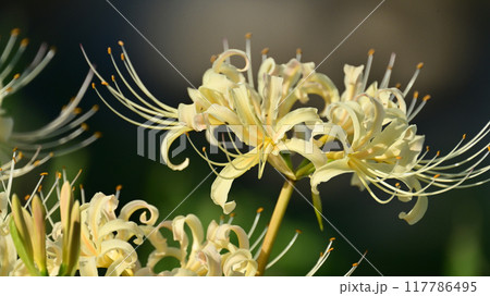 ヒガンバナ(Lycoris radiata) 117786495