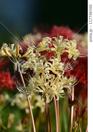 ヒガンバナ(Lycoris radiata) ヒガンバナ(Lycoris radiata) 117786500