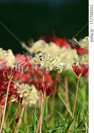 ヒガンバナ(Lycoris radiata) ヒガンバナ(Lycoris radiata) 117786501
