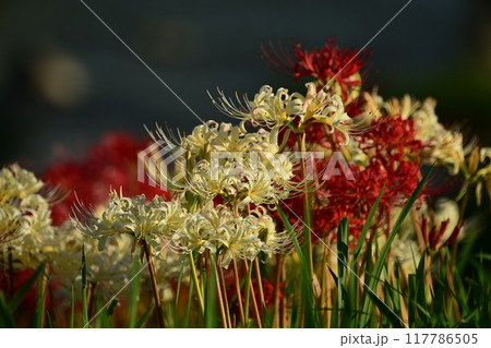 ヒガンバナ(Lycoris radiata) ヒガンバナ(Lycoris radiata) 117786505