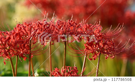 ヒガンバナ(Lycoris radiata) 117786508
