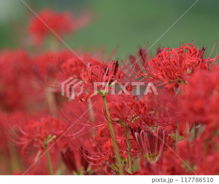 ヒガンバナ(Lycoris radiata) 117786510