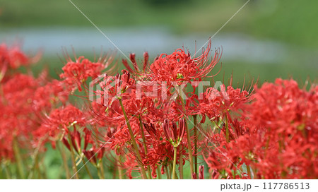 ヒガンバナ(Lycoris radiata) ヒガンバナ(Lycoris radiata) 117786513