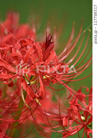 ヒガンバナ(Lycoris radiata) 117786517