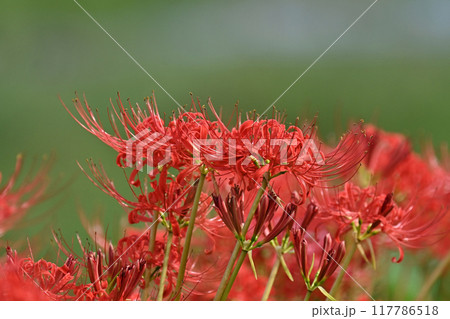 ヒガンバナ(Lycoris radiata) 117786518