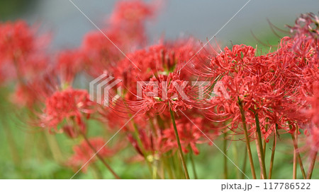 ヒガンバナ(Lycoris radiata) ヒガンバナ(Lycoris radiata) 117786522